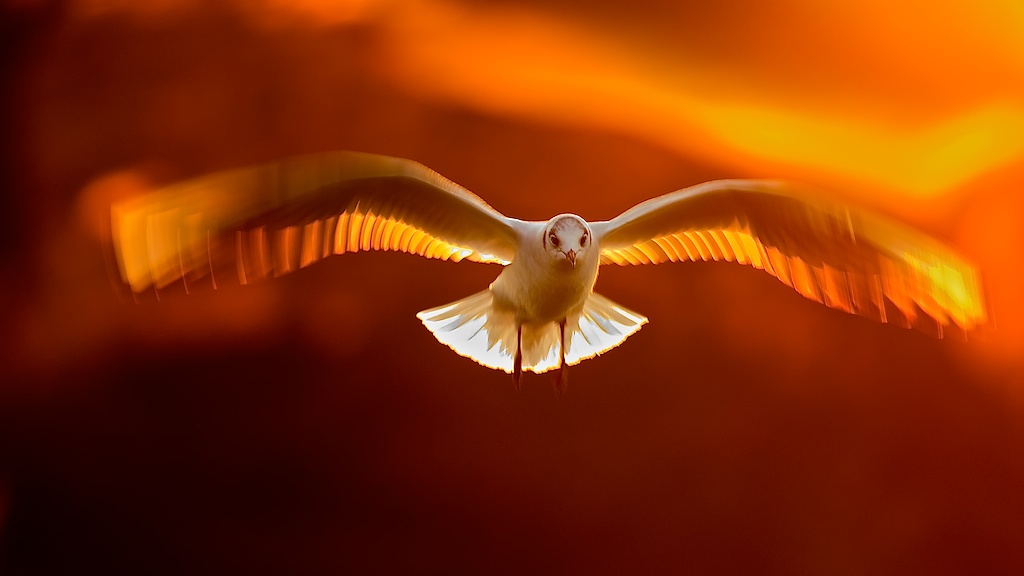Lachmöwe im Abendflug über den Rheinauen, Deutschland