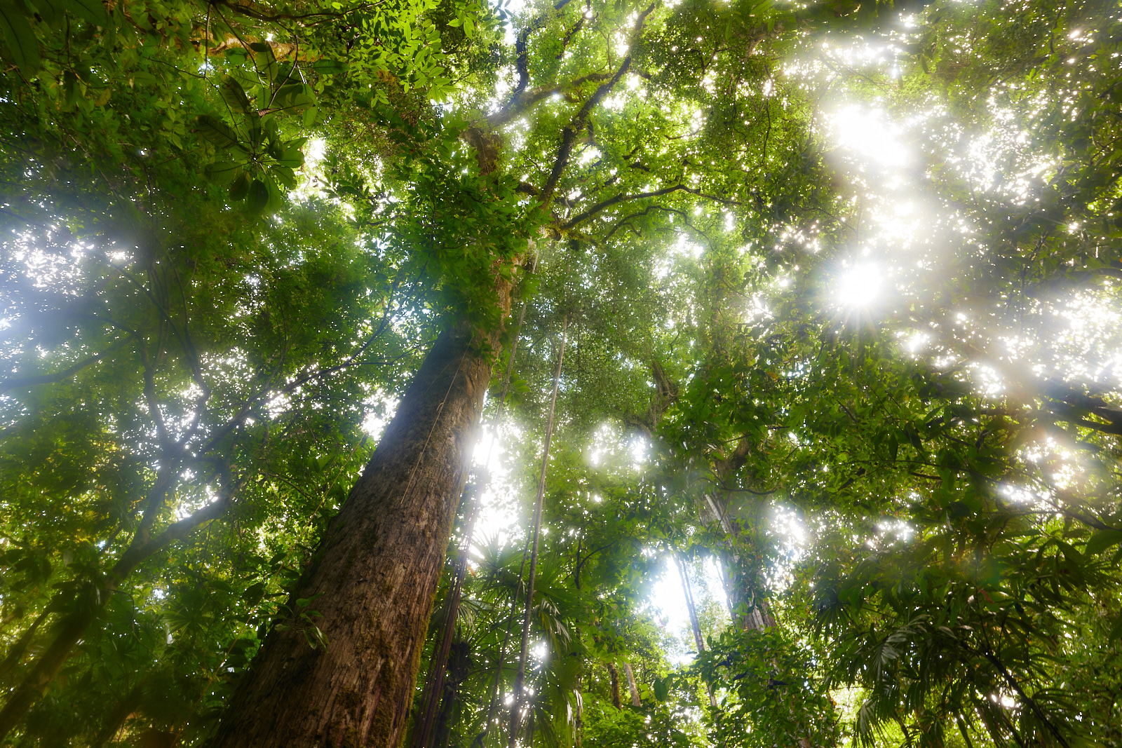 Regenwald im Corcovado-Nationalpark, Costa Rica