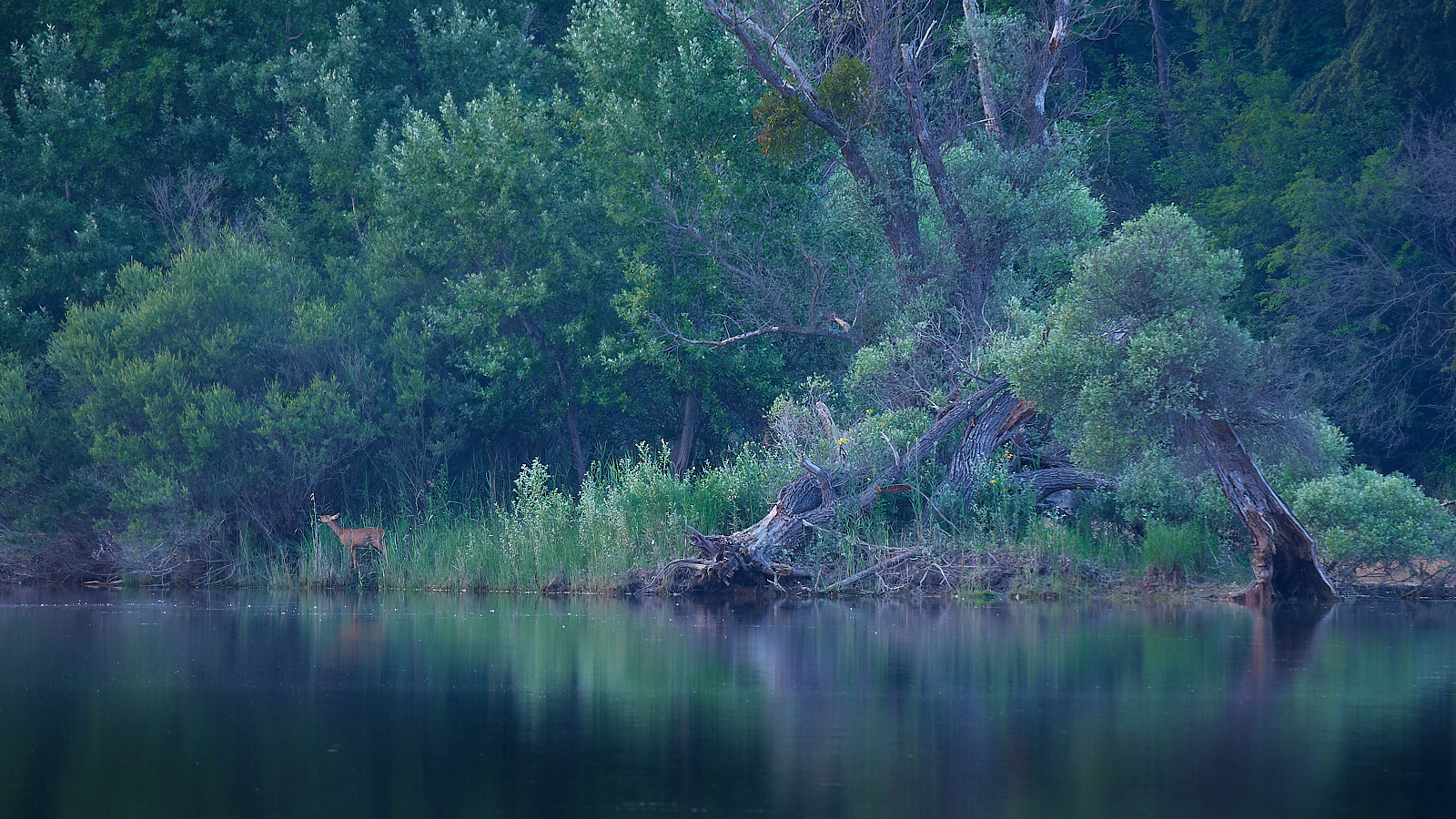 Reh am Seeufer in den Rheinauen, Deutschland
